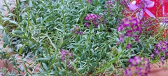 Brassicaceae