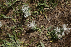 Centaurea cheiranthifolia