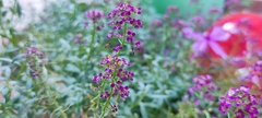 Brassicaceae