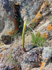 Orostachys spinosa