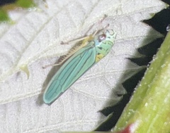 Graphocephala atropunctata