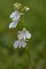 Habenaria suaveolens