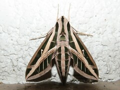 Eumorpha fasciatus