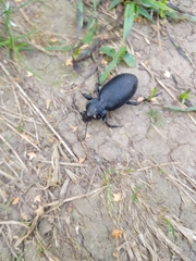 Carabus coriaceus