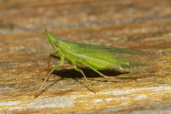 Rhynchomitra microrhina