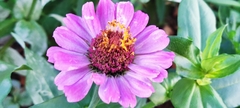 Zinnia elegans