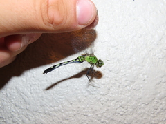 Erythemis simplicicollis