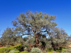 Alectryon oleifolius