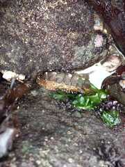 Acanthopleura echinata