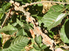 Ulmus minor