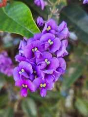 Hardenbergia
