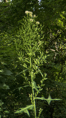 Lactuca biennis