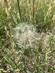 Tragopogon pratensis