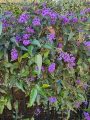 Hardenbergia