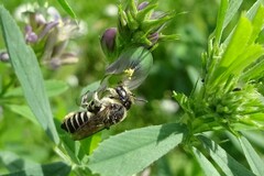 Megachile rotundata