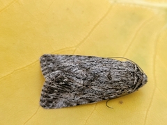 Sympistis poliochroa