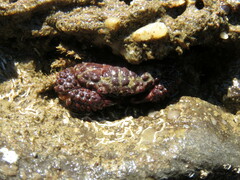 Paraxanthias taylori