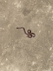 Contia tenuis