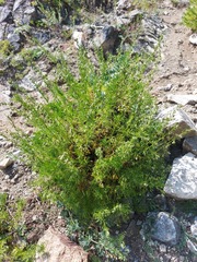 Artemisia obtusiloba