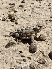 Phrynosoma hernandesi