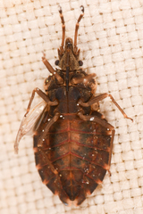 Aradus proboscideus
