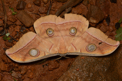 Antheraea paphia