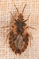 Aradus proboscideus