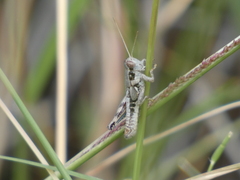 Melanoplini