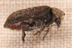 Xestobium