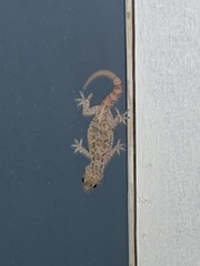 Hemidactylus turcicus