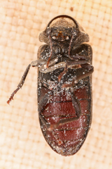 Xestobium