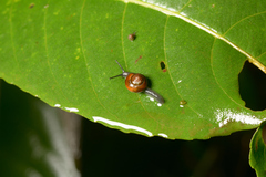 Helicarionidae