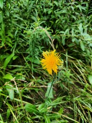 Sonchus arvensis
