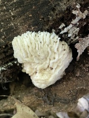 Hypomyces tremellicola