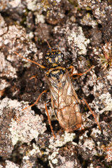 Cephalciinae