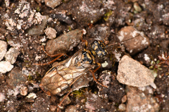 Cephalciinae