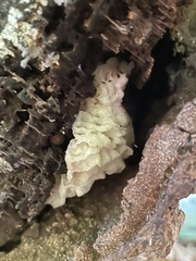 Hypomyces tremellicola