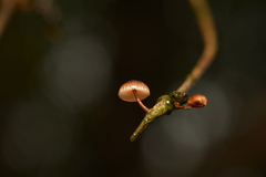 Marasmiineae