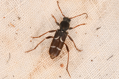 Neoclytus muricatulus infans