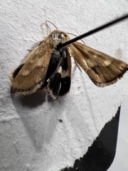 Heliothodes diminutiva