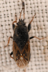 Megalonotus sabulicola