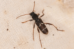 Neoclytus muricatulus infans