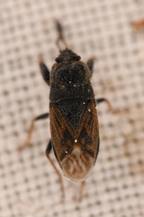 Megalonotus sabulicola
