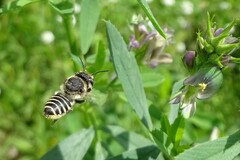 Megachile rotundata