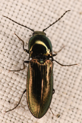 Nitidolimonius weidtii