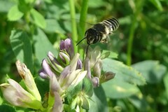 Megachile rotundata