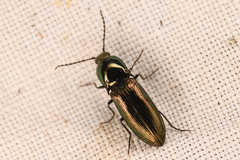 Nitidolimonius weidtii