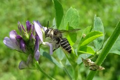 Megachile rotundata