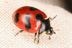 Coccinella monticola