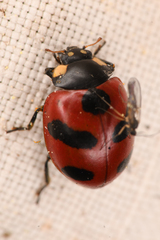 Coccinella monticola